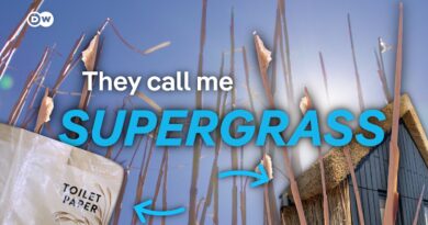 Miscanthus: the supergrass that feeds homes | DW News