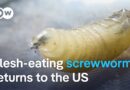 New World screwworm found in Texas cattle | DW News