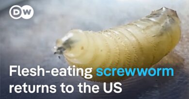 New World screwworm found in Texas cattle | DW News