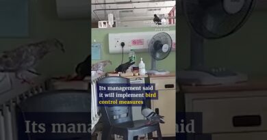 Pigeons steal hospital food amid infestation in Malaysia