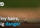 Poisonous caterpillar spreads in Europe