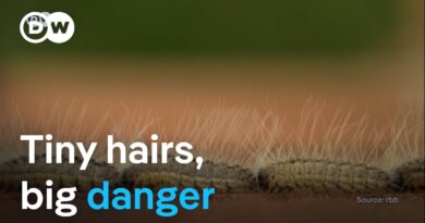 Poisonous caterpillar spreads in Europe