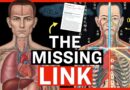 Researchers Discover New Circulation System Between Human Organs