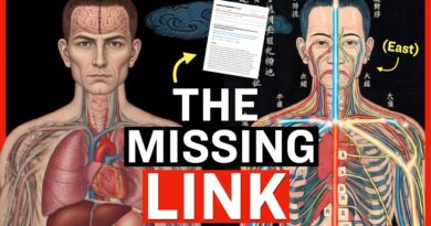 Researchers Discover New Circulation System Between Human Organs