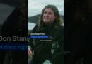 The dark side of salmon farms | DW Documentary