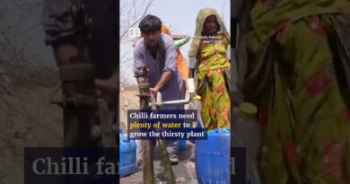 The heat is on for Pakistan’s chilli crops