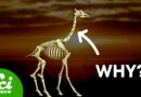 The Weird Reason Giraffes Have The Same Number of Neck Bones As You