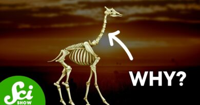 The Weird Reason Giraffes Have The Same Number of Neck Bones As You