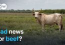 US screwworm threat: What the beef industry is up against | DW News