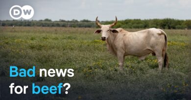 US screwworm threat: What the beef industry is up against | DW News