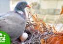 Why Is There No Unified Theory of Bird Nests?