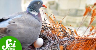 Why Is There No Unified Theory of Bird Nests?