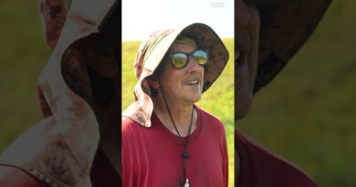 Why the tradition of handpicking wild #blueberries in #Maine is vanishing. #agriculture