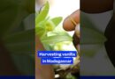 Why #vanilla in #Madagascar is nicknamed “green gold.” #vanillabeans #soexpensive