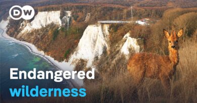 Wild Rügen – Tourism vs. nature conservation | DW Documentary