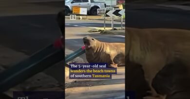 Australia falls for rowdy Neil the Seal