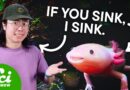 Axolotls Are In Danger. Here’s Why That’s Bad For YOU.