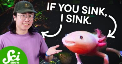 Axolotls Are In Danger. Here’s Why That’s Bad For YOU.