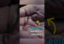 Baby eels worth billions | DW Documentary