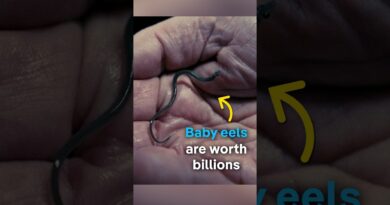 Baby eels worth billions | DW Documentary