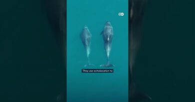 Black Sea dolphins under threat amid Ukraine war | DW News