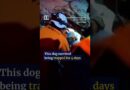 Dog pulled from Venezuela rubble days after quakes