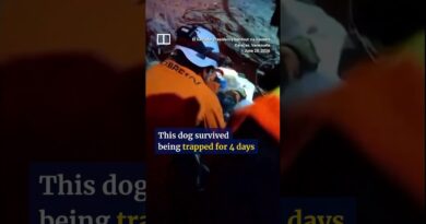 Dog pulled from Venezuela rubble days after quakes