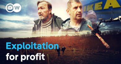 Flatpack forests – IKEA’s practices in the Carpathian Mountains | DW Documentary