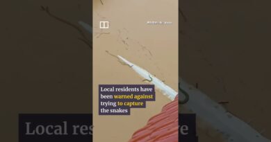 Floods in China wash away 900 snakes