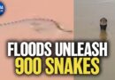 Floods Unleash 900 Snakes in China | China in Focus