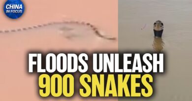 Floods Unleash 900 Snakes in China | China in Focus