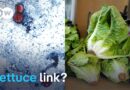 Fresh produce identified as possible source of US parasite outbreak | DW News