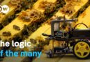 From bees to robots: The new power of swarm intelligence | DW Documentary