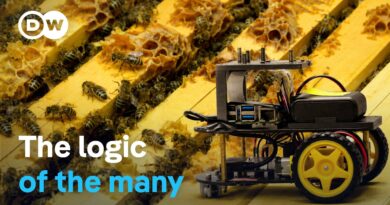 From bees to robots: The new power of swarm intelligence | DW Documentary