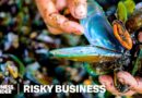 How Families Risk Their Lives Harvesting Toxic Green Mussels In Indonesia