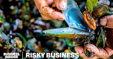 How Families Risk Their Lives Harvesting Toxic Green Mussels In Indonesia