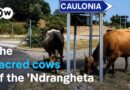 How the Mafia’s cattle are terrorizing Italian villages | DW Documentary