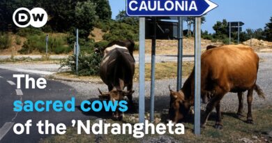 How the Mafia’s cattle are terrorizing Italian villages | DW Documentary