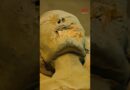 Identifying an ancient Egyptian mummy | 60 Minutes Australia