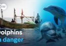 Illegal dolphin hunting | DW Documentary