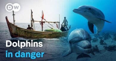 Illegal dolphin hunting | DW Documentary