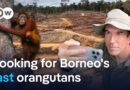 Inside the battle to protect Borneo’s last orangutans | DW Reporter