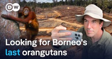 Inside the battle to protect Borneo’s last orangutans | DW Reporter