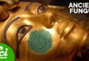 King Tut’s Curse Could Cure Cancer