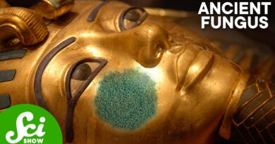King Tut’s Curse Could Cure Cancer
