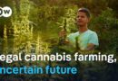Morocco’s cannabis reform: Why small farmers are left behind | DW Documentary