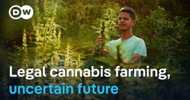 Morocco’s cannabis reform: Why small farmers are left behind | DW Documentary