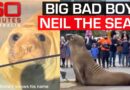 Neil the Seal is misunderstood. Here’s why | 60 Minutes Australia