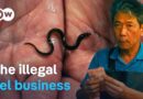 On the smugglers’ trail – Making billions from tiny eels | DW Documentary