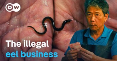 On the smugglers’ trail – Making billions from tiny eels | DW Documentary